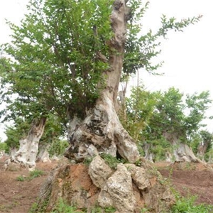 紫薇园如幻梦般地映入眼帘，一颗颗沧桑敦实的紫薇，每棵都在500年以上。