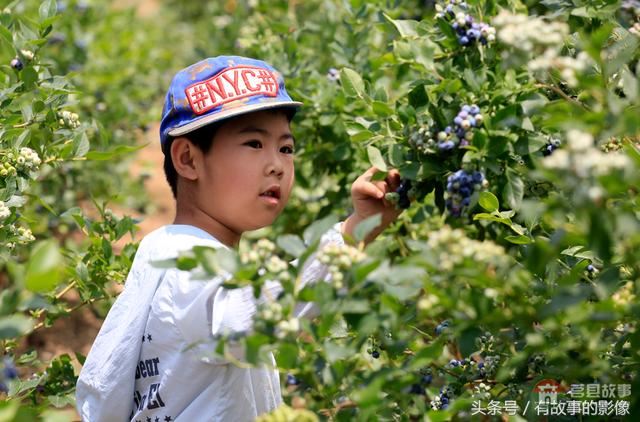 莒县龙山隆海园蓝莓采摘开园啦！